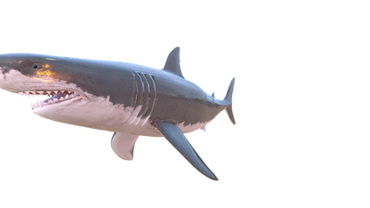 Shark Blood PNG - Genariq