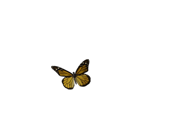 Butterfly PNGs - Genariq
