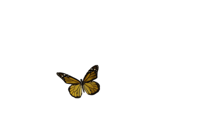 Butterfly PNGs - Genariq