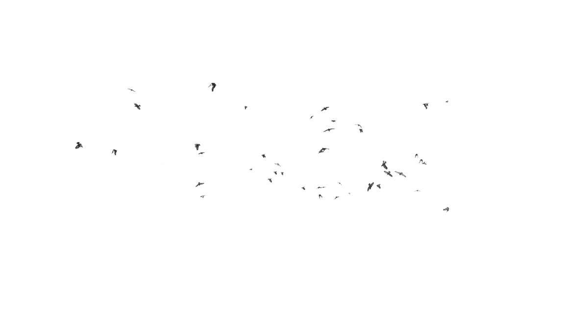 Birds Flying - Genariq