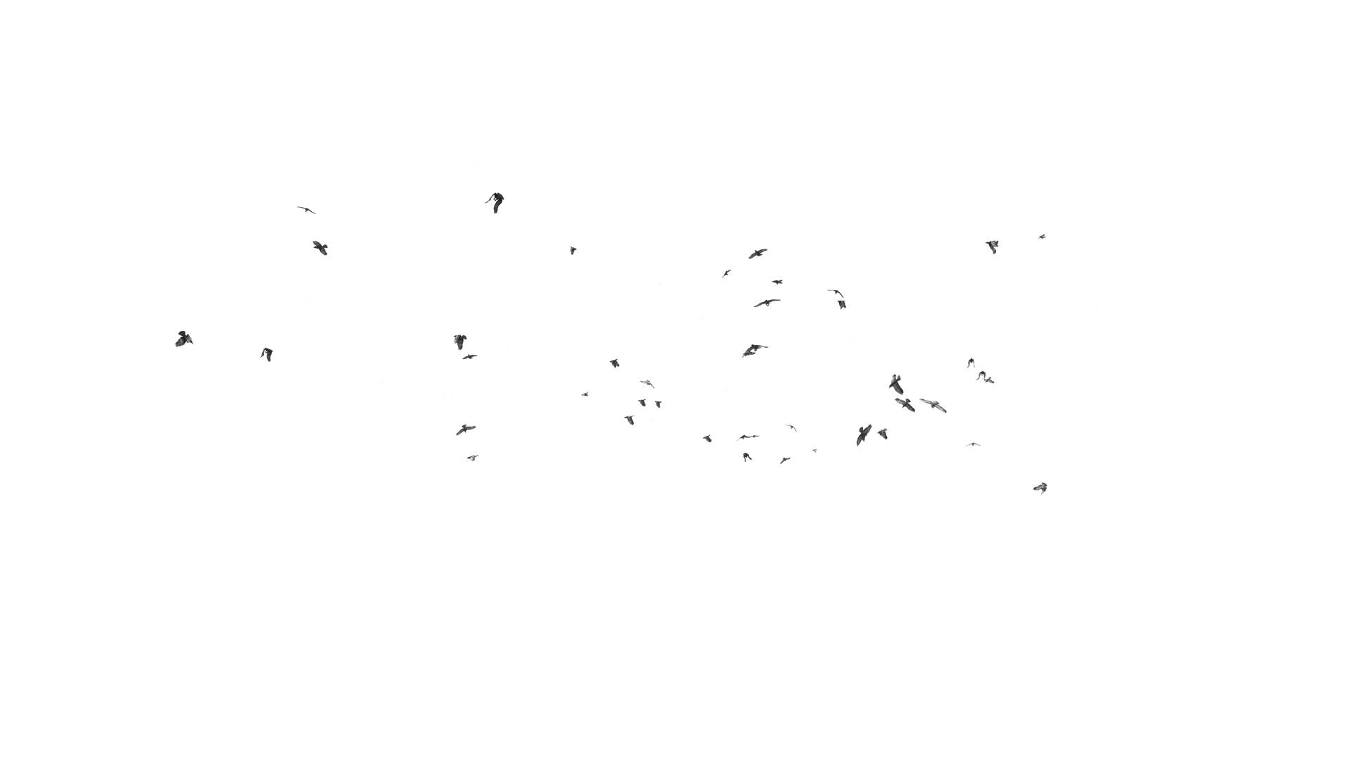 Birds Flying - Genariq