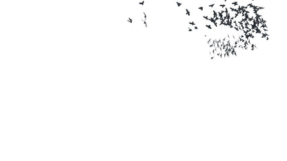 Birds Fly Behind