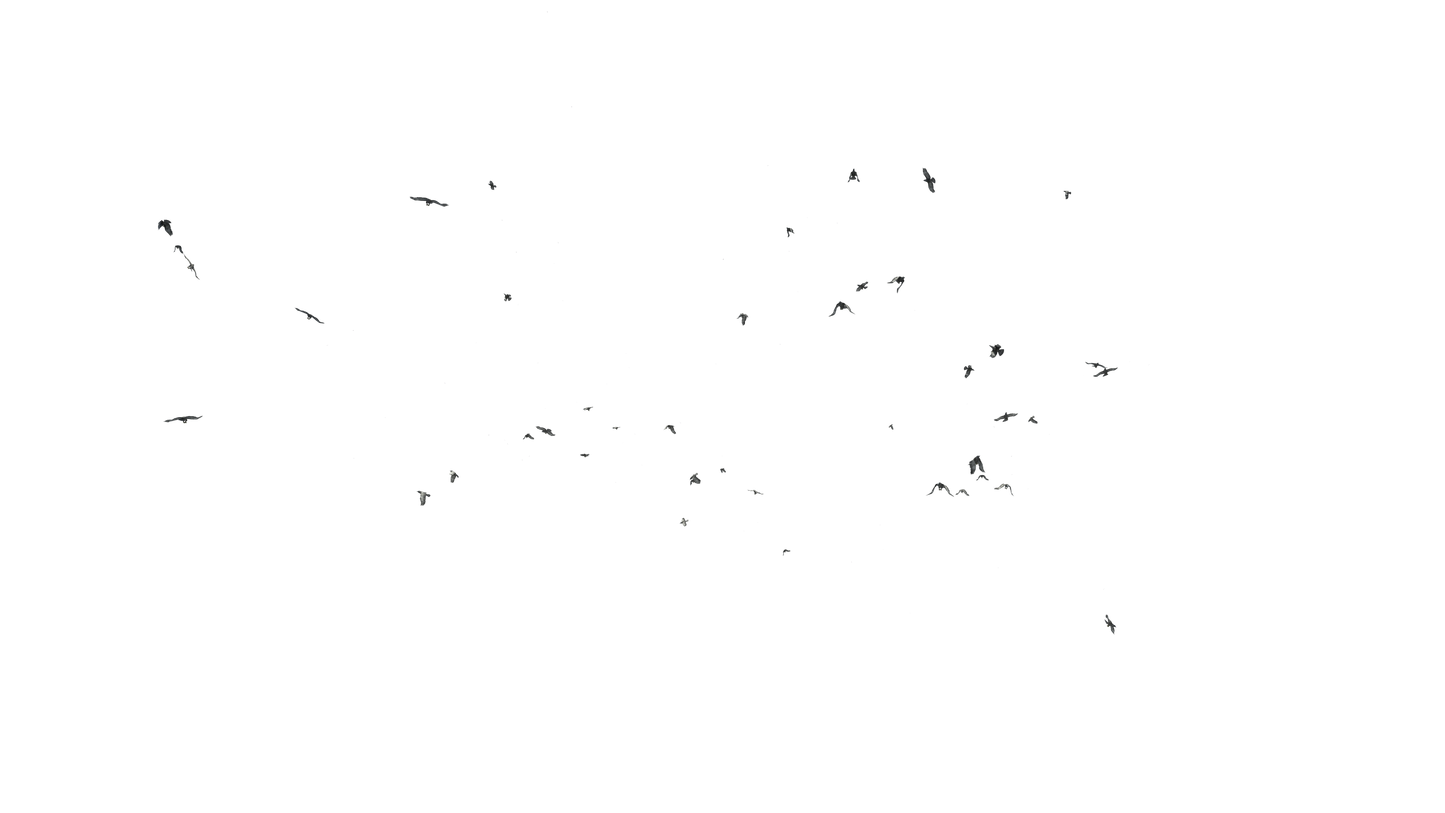Birds Flying - Genariq
