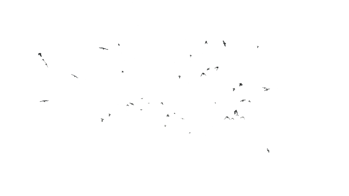 Birds Flying - Genariq