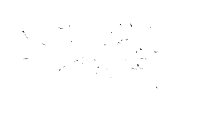 Birds Flying - Genariq