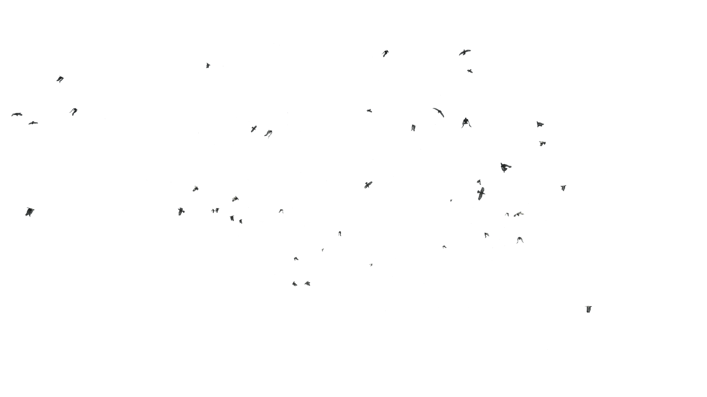 Birds Flying - Genariq