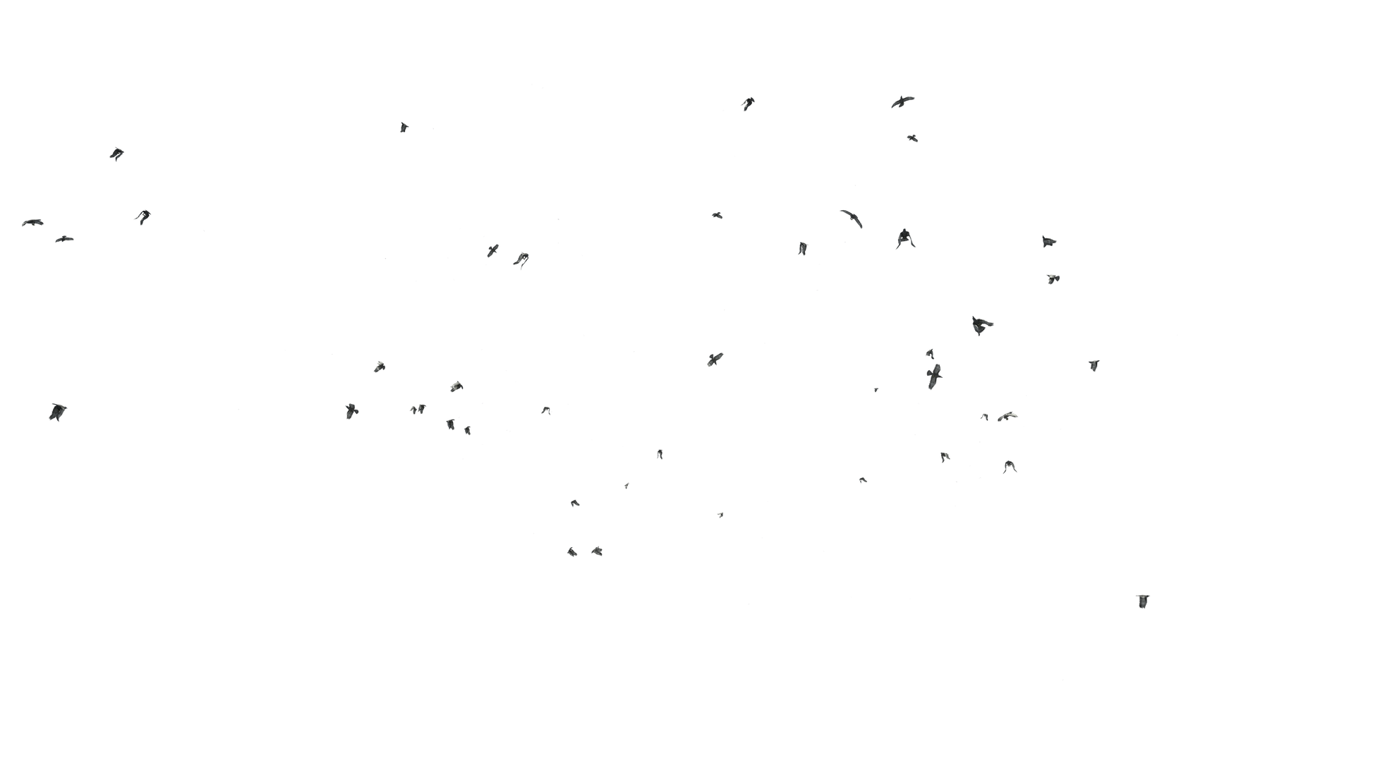 Birds Flying - Genariq