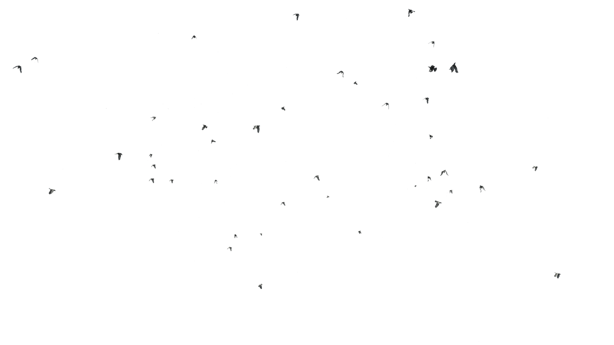 Birds Flying - Genariq