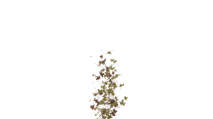 Leaves Bottom to Center Transition - Genariq
