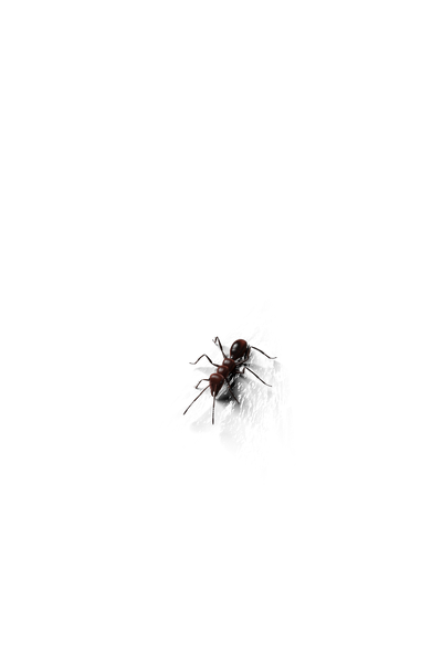 Ant PNG - Genariq