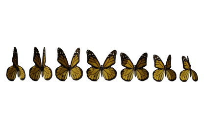 Butterfly PNGs - Genariq