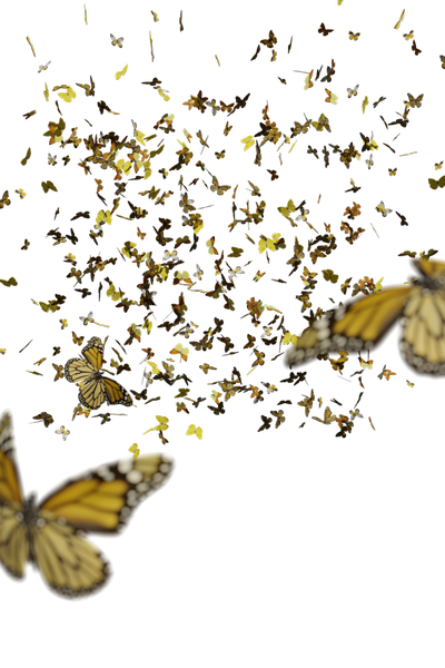 Butterfly PNGs - Genariq