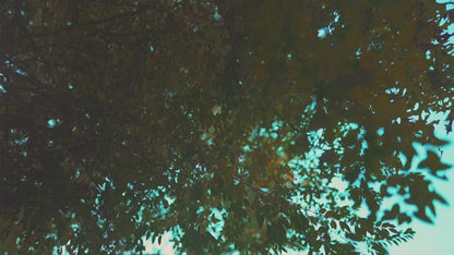 Leaves Right to Center