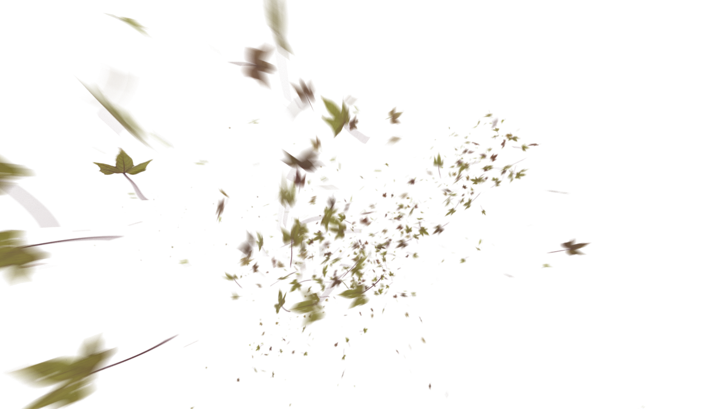 Leaves PNG - Genariq