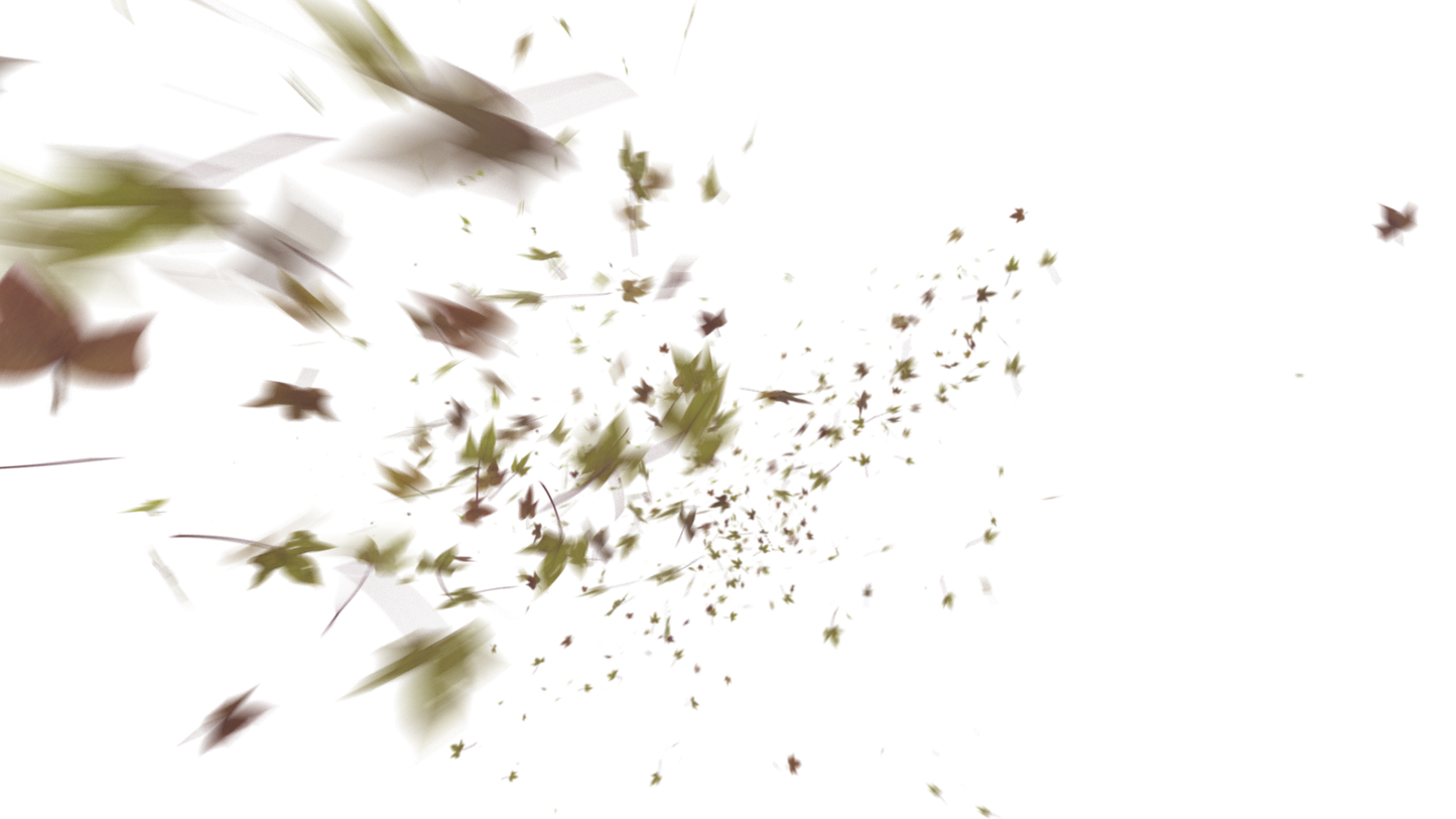 Leaves PNG - Genariq